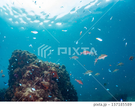 ソラスズメダイ、ホウライヒメジ、キンギョハナダイ他群れ。ヒリゾ浜南伊豆町中木 静岡県伊豆半島2025 137185589