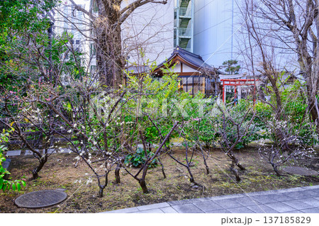 東京都 新宿区 成子天神社 本殿 表参道 東京都 新宿区 成子天神社 本殿 表参道 137185829