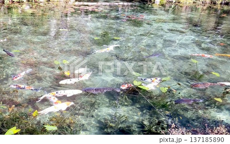 透明感抜群の名もなき池(モネの池)を泳ぐ鯉 透明感抜群の名もなき池(モネの池)を泳ぐ鯉 137185890