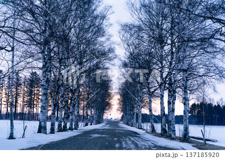 朝焼けの白樺並木 朝焼けの白樺並木 137185920