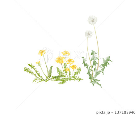 たんぽぽの手描きイラスト 137185940