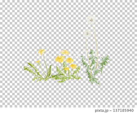 たんぽぽの手描きイラスト 137185940