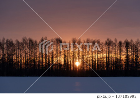 朝焼けの雪原大地 朝焼けの雪原大地 137185995