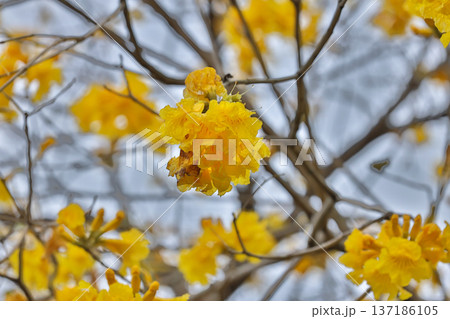 Yellow Blossoms Scatter Across Branches Of Leafless Tree Yellow Blossoms Scatter Across Branches Of Leafless Tree 137186105