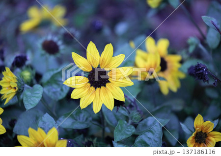 Golden Sunflowers Bloom Widely Around Deep Contrasting Centers 137186116