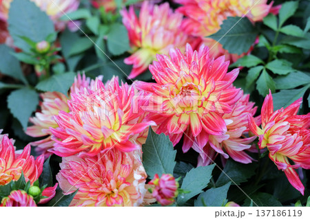 Layered Peach Dahlias Display Soft Pastel Gradient Hues 137186119