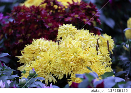 Golden Chrysanthemum Mounds Form Dense Sunlit Floral Layers Golden Chrysanthemum Mounds Form Dense Sunlit Floral Layers 137186126