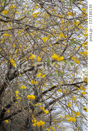 Yellow Blossoms Scatter Across Branches Of Leafless Tree Yellow Blossoms Scatter Across Branches Of Leafless Tree 137186130