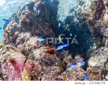 ツノダシ、ソラスズメダイ、チョウチョウウオ他群れ。ヒリゾ浜南伊豆町中木 静岡県伊豆半島-2025 137186176