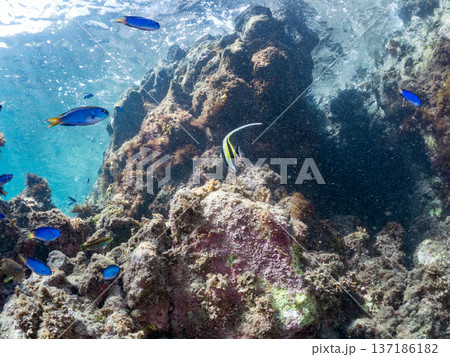 ツノダシ、ソラスズメダイ、チョウチョウウオ他群れ。ヒリゾ浜南伊豆町中木 静岡県伊豆半島-2025 137186182