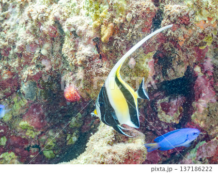 ツノダシ、ソラスズメダイ、チョウチョウウオ他群れ。ヒリゾ浜南伊豆町中木 静岡県伊豆半島-2025 137186222