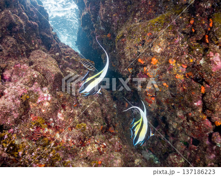 ツノダシ、ソラスズメダイ、チョウチョウウオ他群れ。ヒリゾ浜南伊豆町中木 静岡県伊豆半島-2025 137186223
