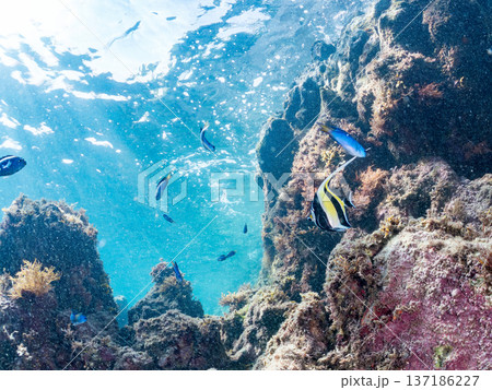 ツノダシ、ソラスズメダイ、チョウチョウウオ他群れ。ヒリゾ浜南伊豆町中木 静岡県伊豆半島-2025 137186227