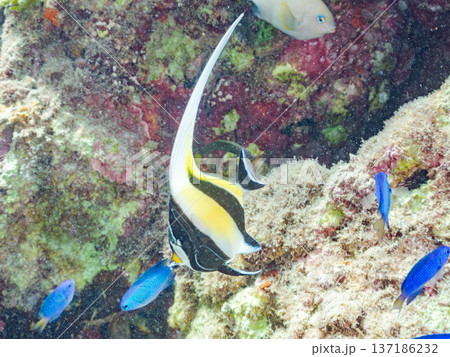 ツノダシ、ソラスズメダイ、チョウチョウウオ他群れ。ヒリゾ浜南伊豆町中木 静岡県伊豆半島-2025 137186232