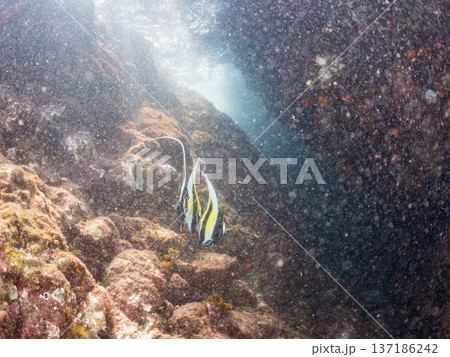 ツノダシ、ソラスズメダイ、チョウチョウウオ他群れ。ヒリゾ浜南伊豆町中木 静岡県伊豆半島-2025 137186242