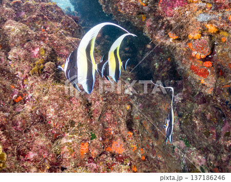 ツノダシ、ソラスズメダイ、チョウチョウウオ他群れ。ヒリゾ浜南伊豆町中木 静岡県伊豆半島-2025 137186246