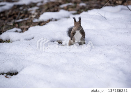 冬の森のエゾリス 137186281