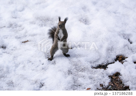 冬の森のエゾリス 137186288