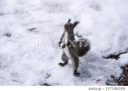 冬の森のエゾリス 137186289
