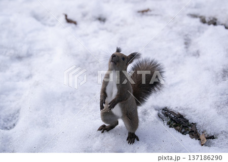 冬の森のエゾリス 冬の森のエゾリス 137186290