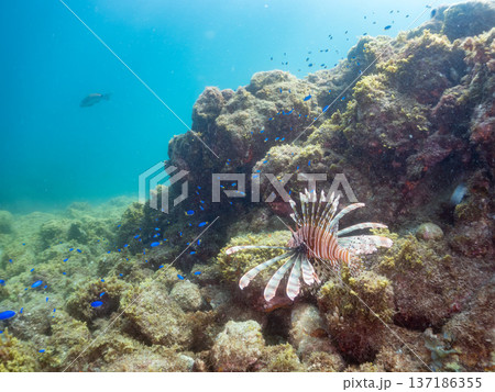 ハナミノカサゴ、ソラスズメダイ他群れ。ヒリゾ浜南伊豆町中木 静岡県伊豆半島-2025 日本有数のシュ 137186355
