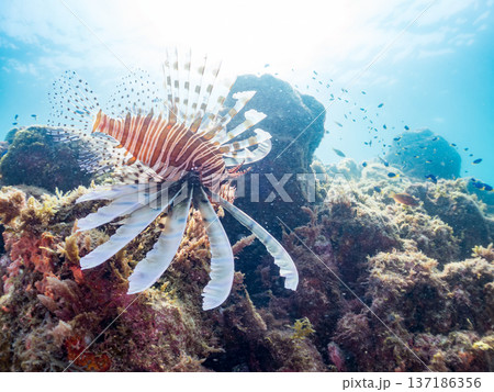 ハナミノカサゴ、ソラスズメダイ他群れ。ヒリゾ浜南伊豆町中木 静岡県伊豆半島-2025 日本有数のシュ 137186356