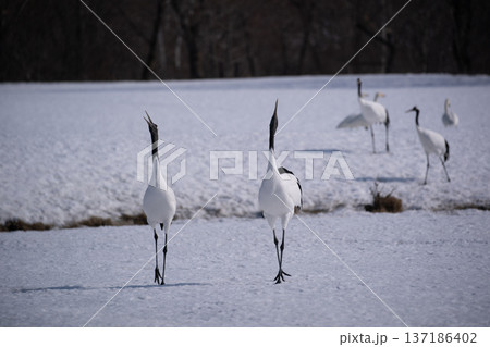 雪原のタンチョウツル 雪原のタンチョウツル 137186402