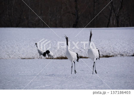 雪原のタンチョウツル 137186403
