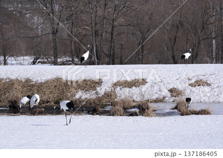 雪原のタンチョウツル 137186405