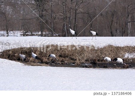 雪原のタンチョウツル 137186406