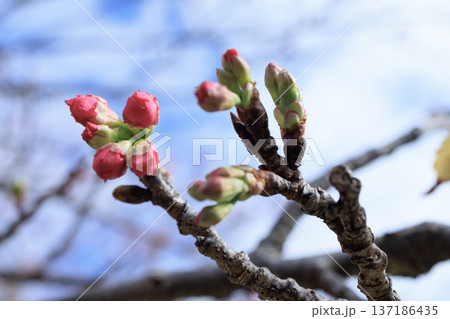 花が咲きかけている桜のつばみ 137186435