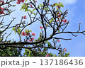 青空に映える桜の花 137186436