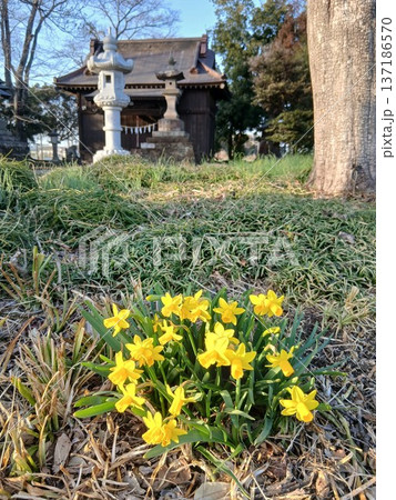 境内に咲く黄色い水仙 春の風景 境内に咲く黄色い水仙 春の風景 137186570