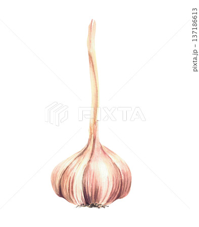 Watercolor Garlic. Plant's bulb with long dry stem. Aromatic culinary herb, realistic hand painting vegetables Allium sativum. Illustration isolated from background for Food seasoning, gardening. 137186613