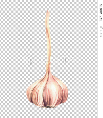 Watercolor Garlic. Plant's bulb with long dry stem. Aromatic culinary herb, realistic hand painting vegetables Allium sativum. Illustration isolated from background for Food seasoning, gardening. 137186613