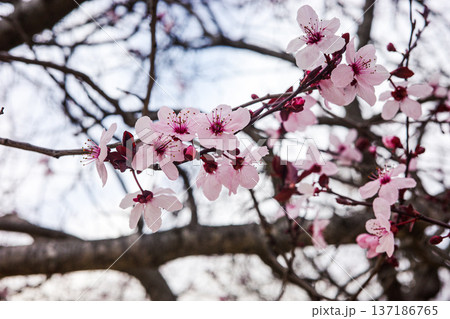 Pink spring blossom on tree branch with soft background bokeh 137186765