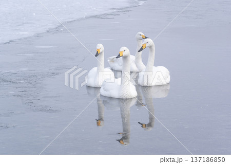屈斜路湖の冬 屈斜路湖の冬 137186850