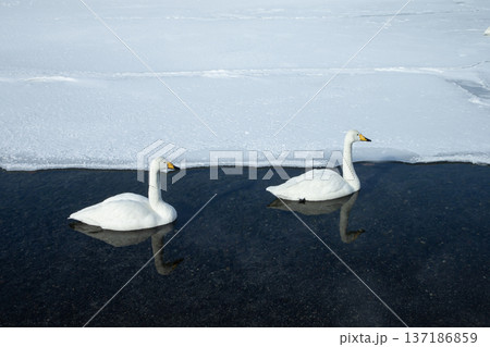 屈斜路湖の冬 137186859