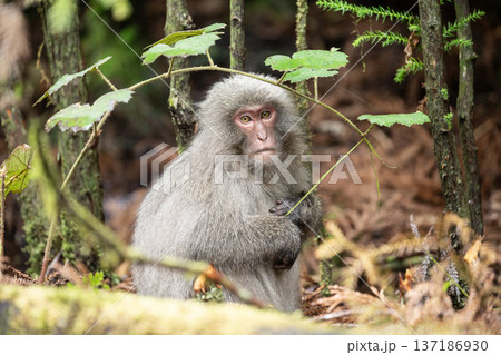 かわいいヤクザル 137186930