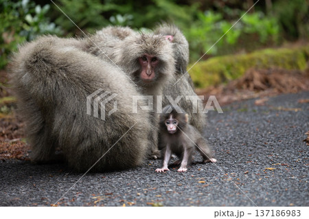 かわいいヤクザル 137186983
