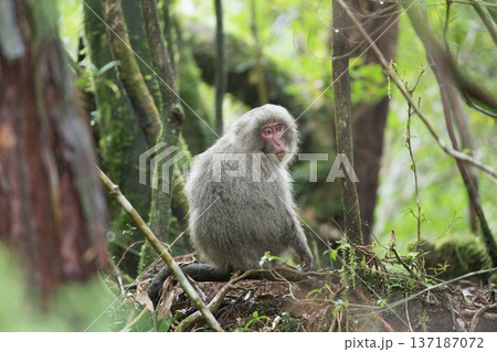 かわいいヤクザル かわいいヤクザル 137187072