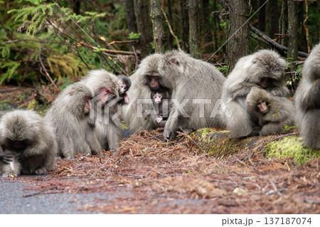 かわいいヤクザル かわいいヤクザル 137187074