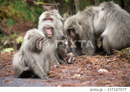 かわいいヤクザル 137187077