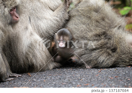 かわいいヤクザル 137187084