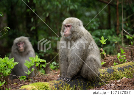 かわいいヤクザル 137187087