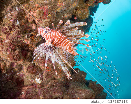 ドロップオフのハナミノカサゴ他群れ。ウミカラマツ群生。ヒリゾ浜南伊豆町中木 静岡県伊豆半島-2025 ドロップオフのハナミノカサゴ他群れ。ウミカラマツ群生。ヒリゾ浜南伊豆町中木 静岡県伊豆半島-2025 137187118