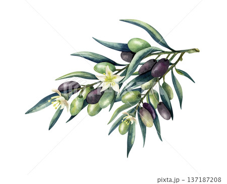 Olive branch with green and black olives and...のイラスト素材 [137187208] - PIXTA