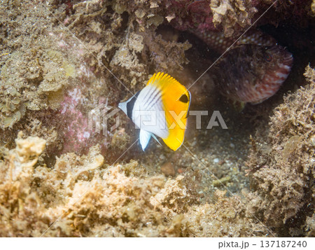 トゲチョウチョウウオ幼魚。ヒリゾ浜南伊豆町中木 静岡県伊豆半島-2025 日本有数のシュノーケリング トゲチョウチョウウオ幼魚。ヒリゾ浜南伊豆町中木 静岡県伊豆半島-2025 日本有数のシュノーケリング 137187240