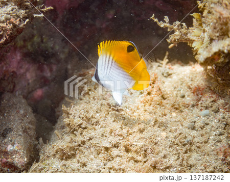 トゲチョウチョウウオ幼魚。ヒリゾ浜南伊豆町中木 静岡県伊豆半島-2025 日本有数のシュノーケリング トゲチョウチョウウオ幼魚。ヒリゾ浜南伊豆町中木 静岡県伊豆半島-2025 日本有数のシュノーケリング 137187242