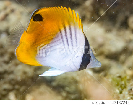 トゲチョウチョウウオ幼魚。ヒリゾ浜南伊豆町中木 静岡県伊豆半島-2025 日本有数のシュノーケリング トゲチョウチョウウオ幼魚。ヒリゾ浜南伊豆町中木 静岡県伊豆半島-2025 日本有数のシュノーケリング 137187249